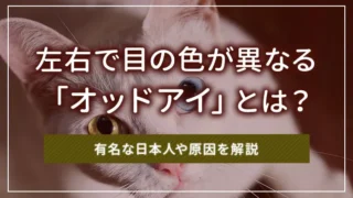 左右で目の色が異なる「オッドアイ」とは？有名な日本人や原因を解説