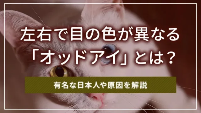 左右で目の色が異なる「オッドアイ」とは？有名な日本人や原因を解説